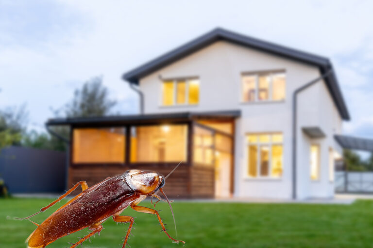 DON’T INVITE THEM IN: 10 THINGS THAT ATTRACT PESTS TO YOUR HOUSE