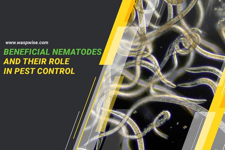UNDERSTANDING BENEFICIAL NEMATODES AND THEIR ROLE IN PEST CONTROL