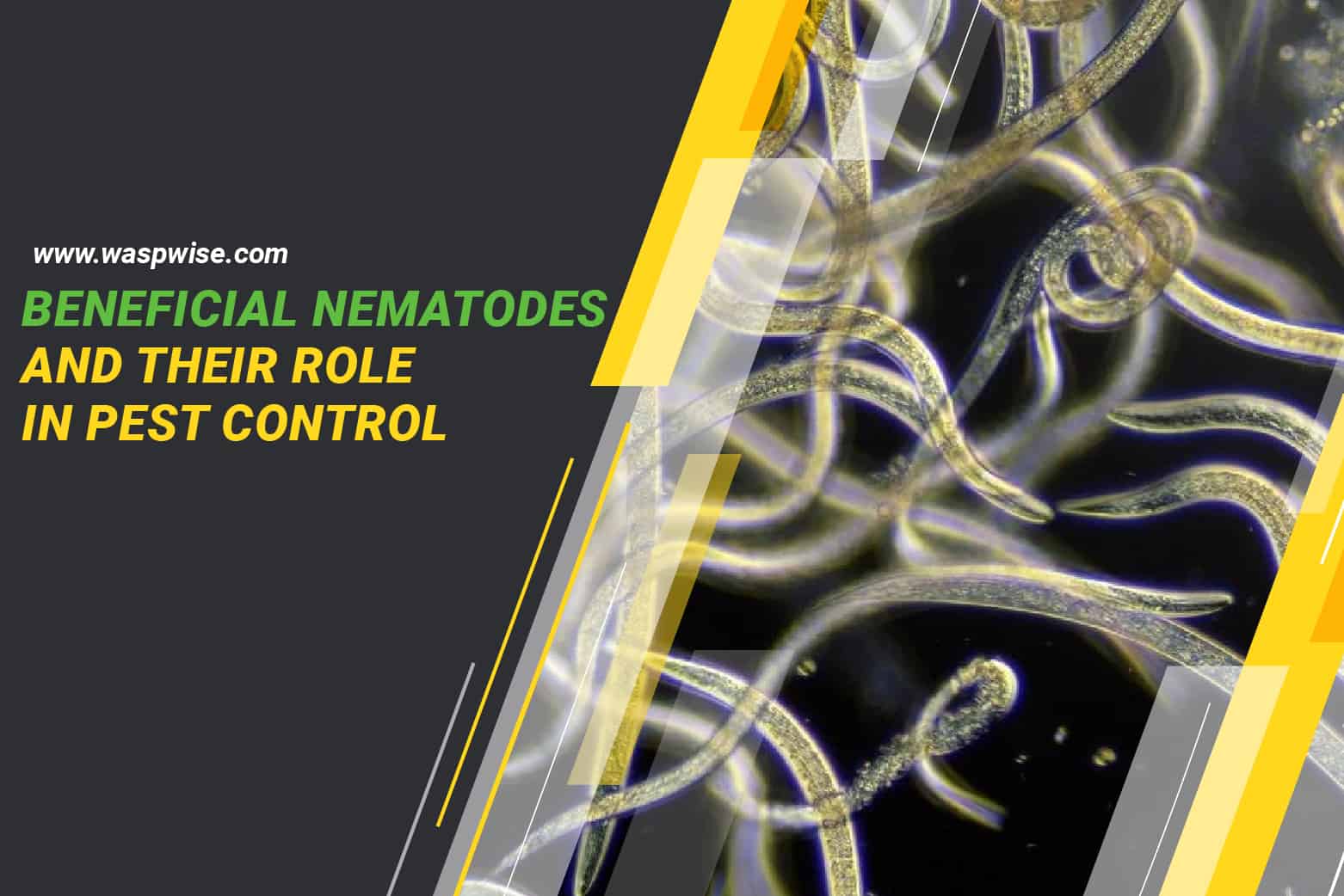 BENEFICIAL NEMATODES AND THEIR ROLE IN PEST CONTROL