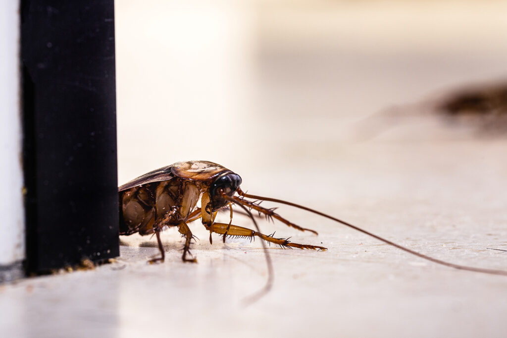 BEHAVIORAL PATTERNS OF COMMON HOUSEHOLD PESTS