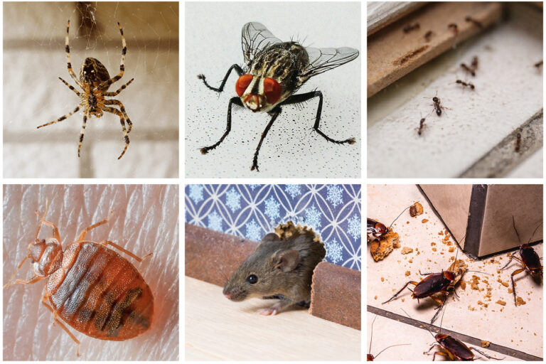 THE BEHAVIORAL PATTERNS OF COMMON HOUSEHOLD PESTS