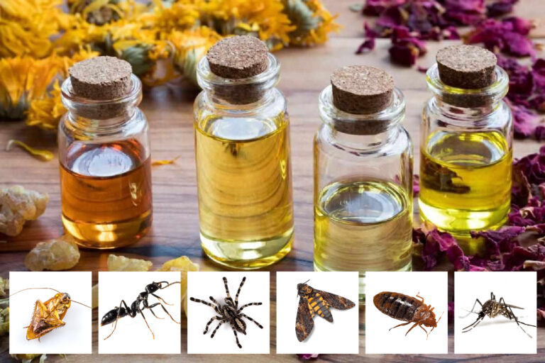 WHAT ARE THE BEST ESSENTIAL OILS FOR PEST CONTROL?