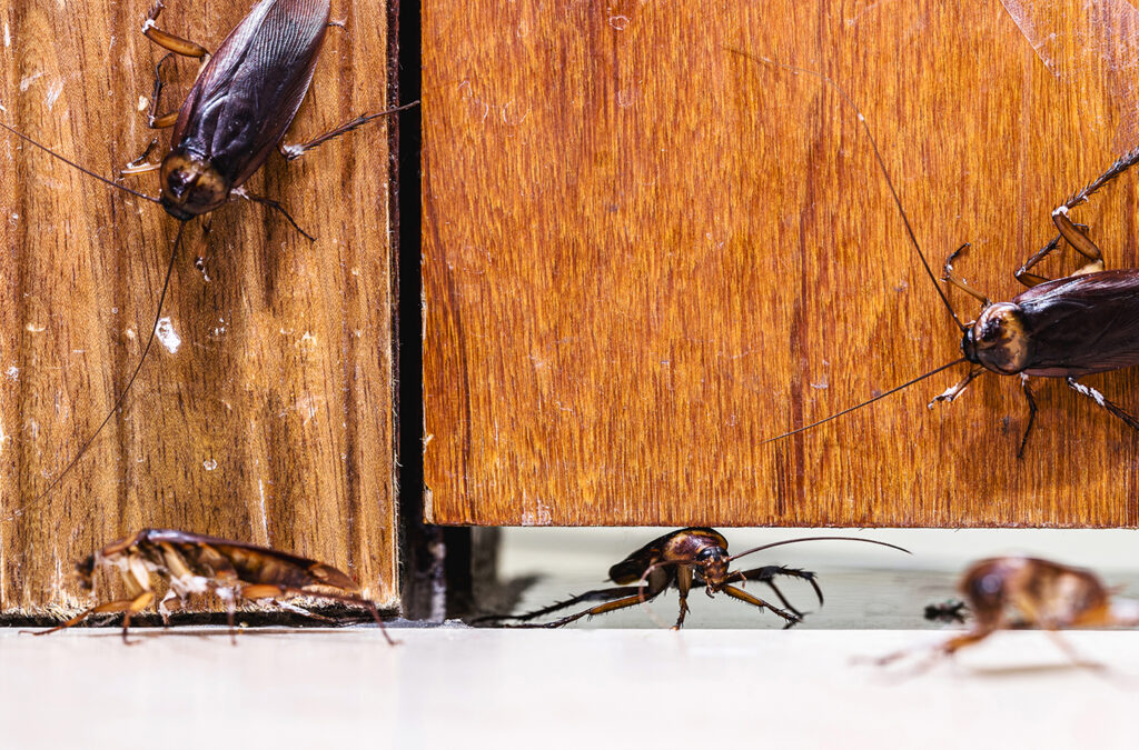Identifying Common Indoor Pests