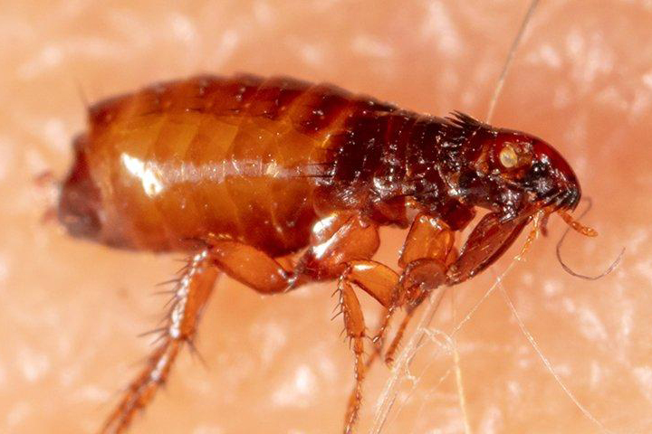 Identifying Common Indoor Pests