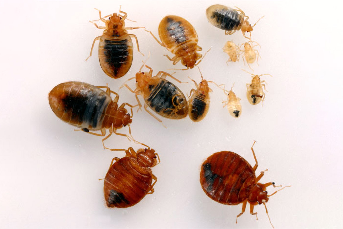 The Life Cycle Of Common Household Pests And How To Interrupt It