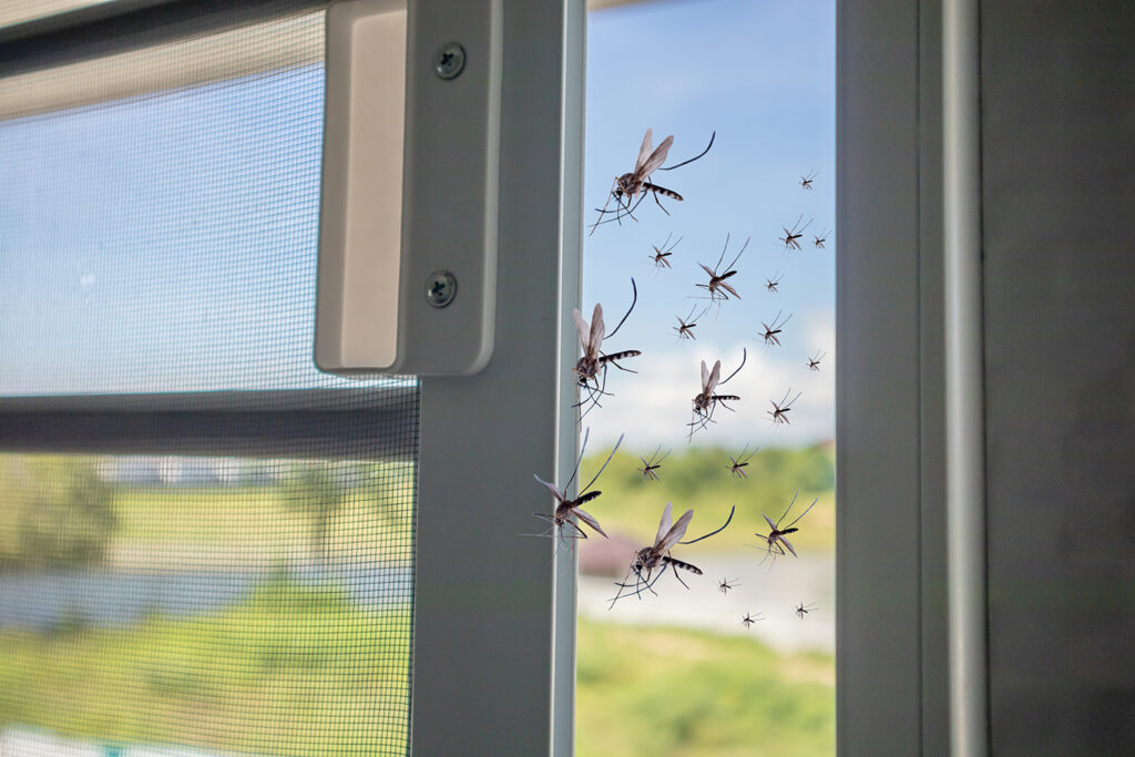 10 things that attract pests to your house