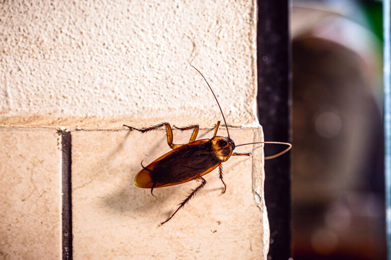 UNDERSTANDING THE LIVING HABITS OF COMMON HOUSEHOLD PESTS