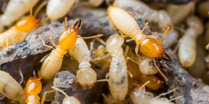 How To Identify Termite Infestation In Your Home
