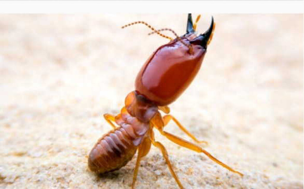 How To Identify Termite Infestation In Your Home