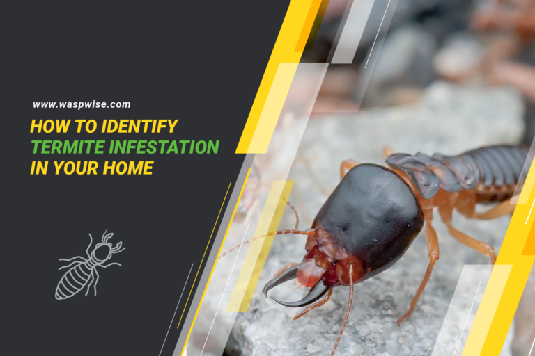 HOW TO IDENTIFY TERMITE INFESTATION IN YOUR HOME