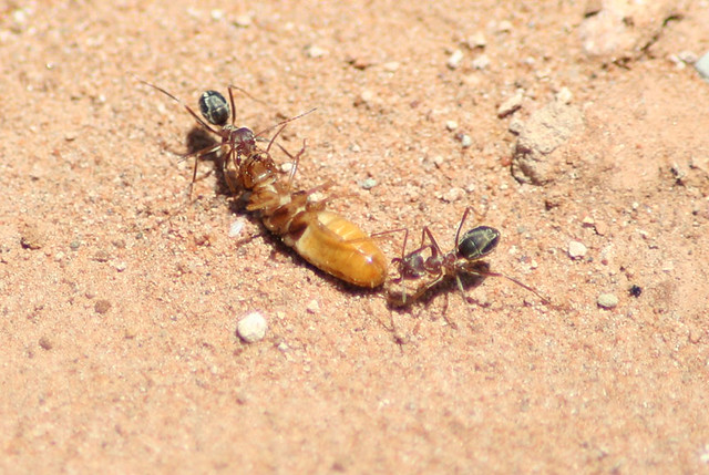 What eats termites