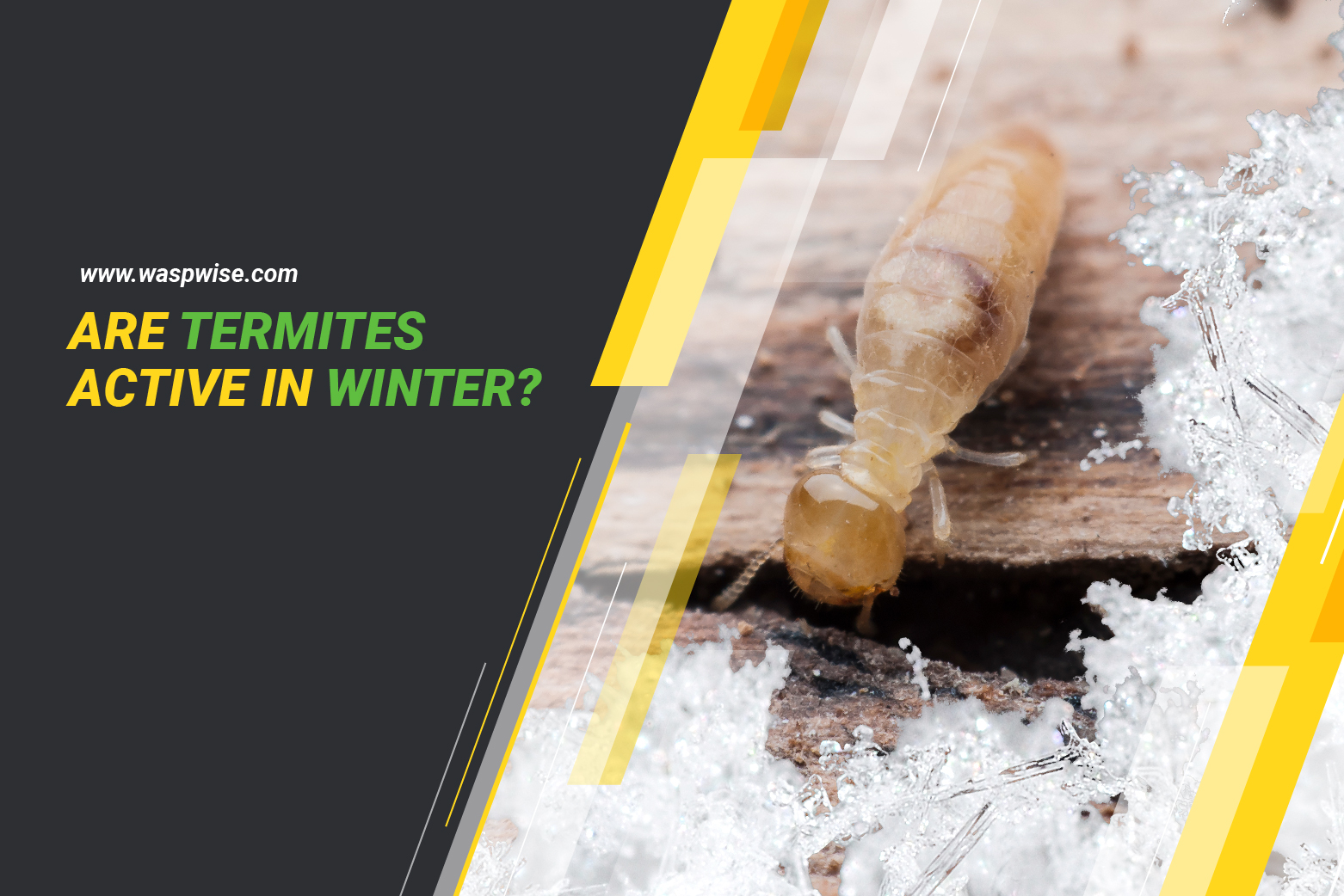 Are termites active in winter