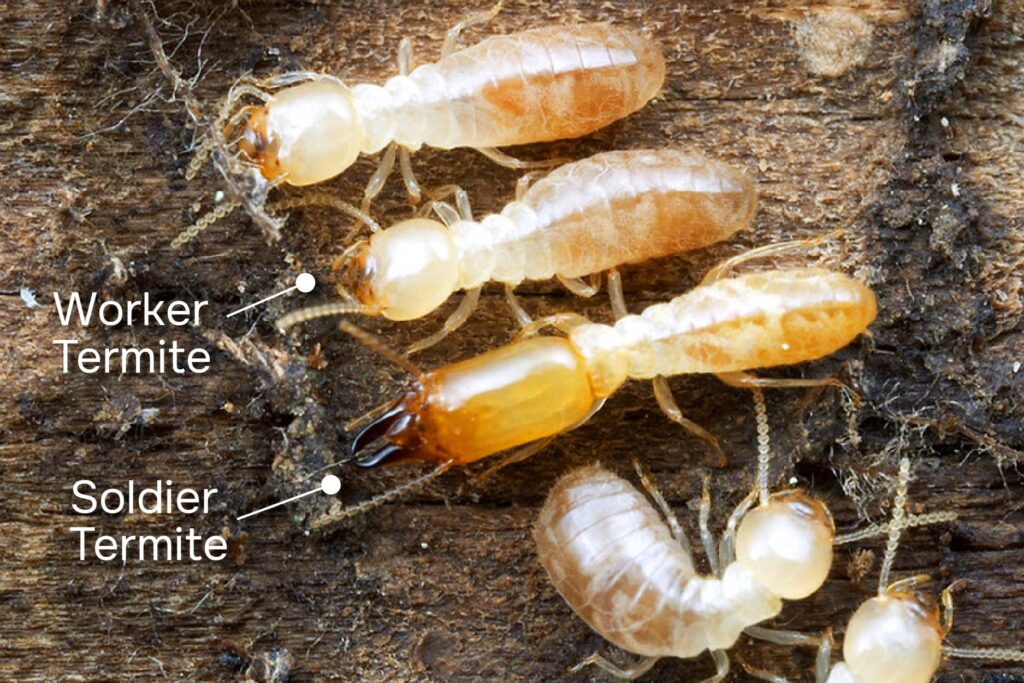 Development of baby termites
