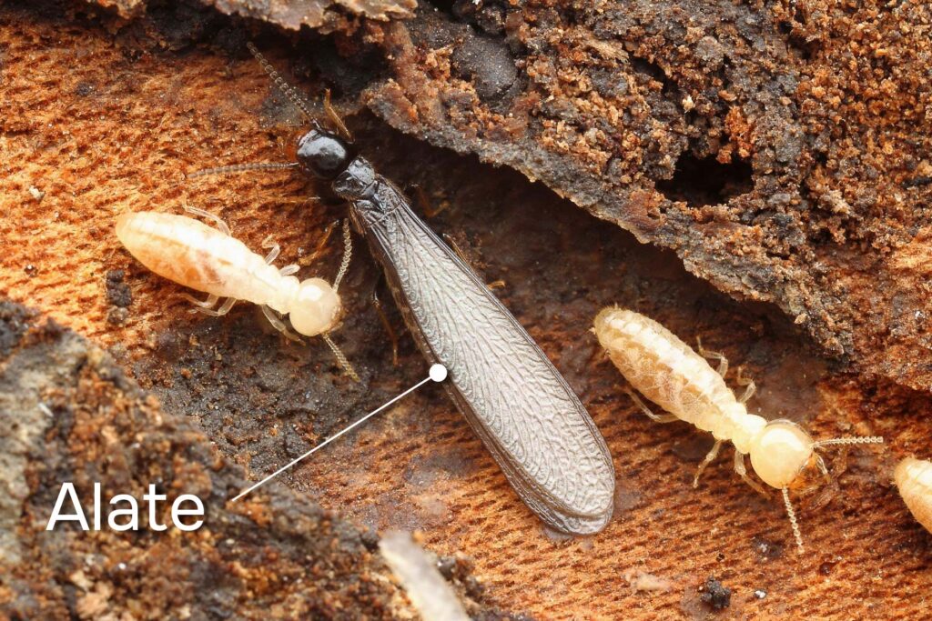 Development of baby termites