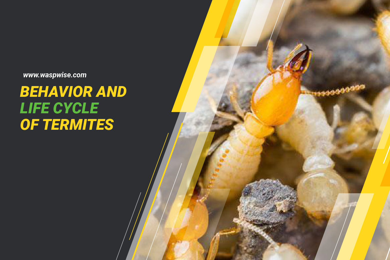 Behavior and life cycle of termites banner