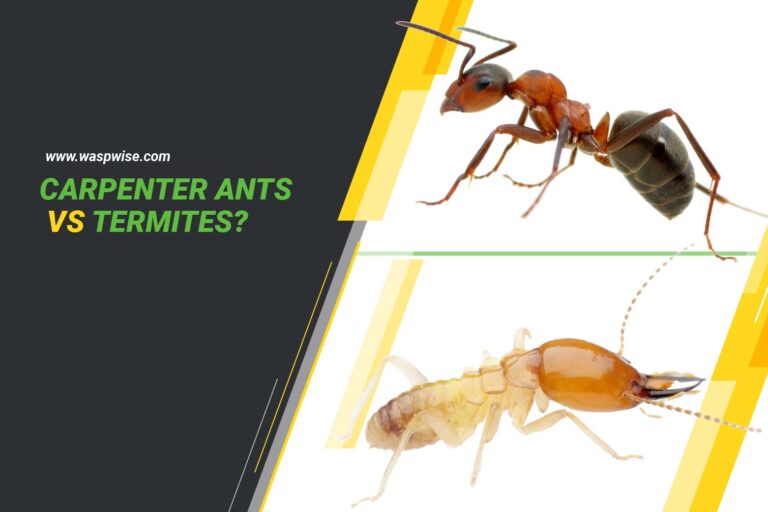 CARPENTER ANTS VS TERMITES: KEY DIFFERENCES YOU SHOULD KNOW