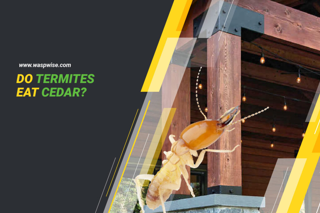 Do Termites Eat Cedar? Understanding Cedar as a Wood Choice