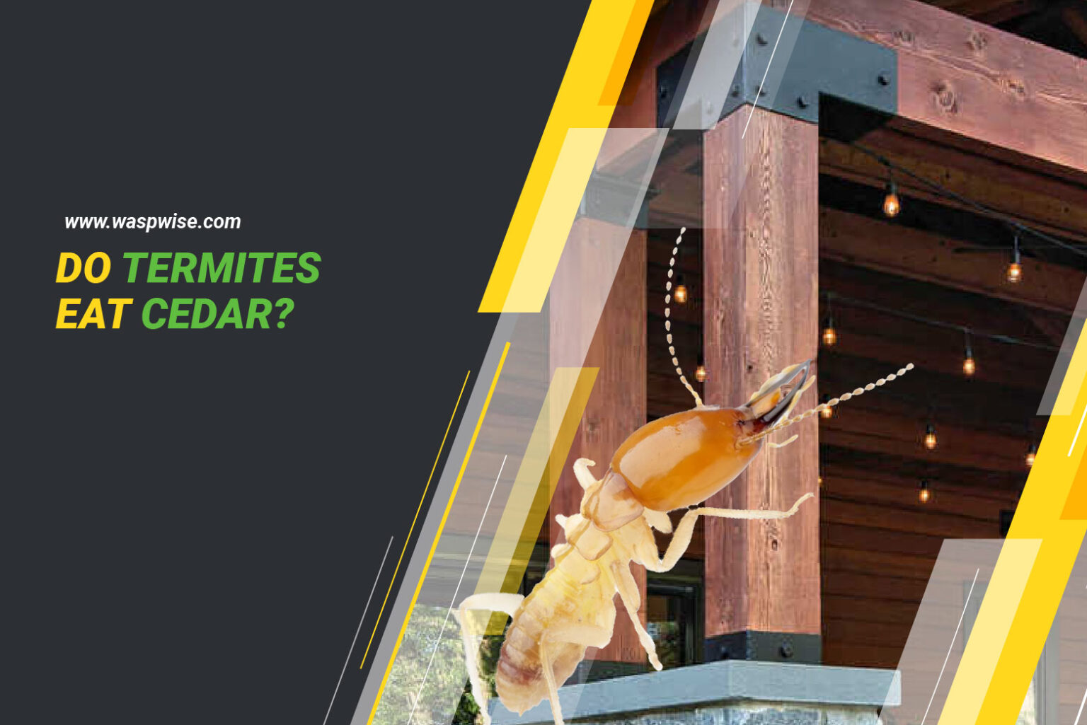 Do Termites Eat Cedar? Understanding Cedar as a Wood Choice