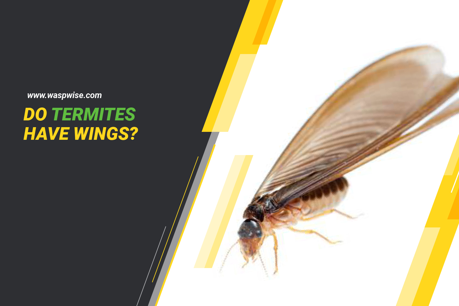 Do Termites Have Wings Banner 