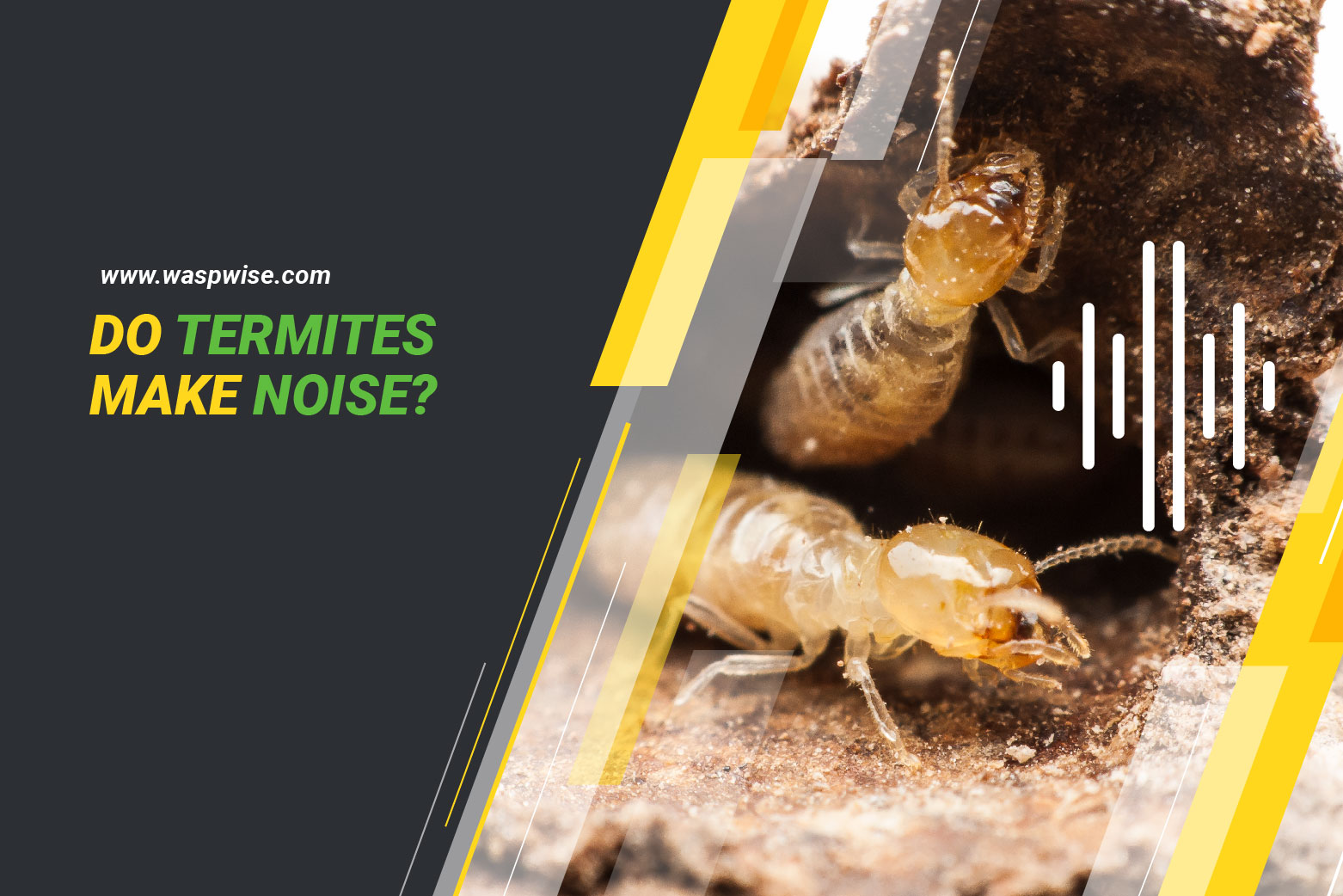 Do termites make noise