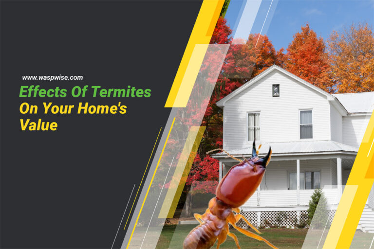 EFFECTS OF TERMITES ON YOUR HOME’S VALUE