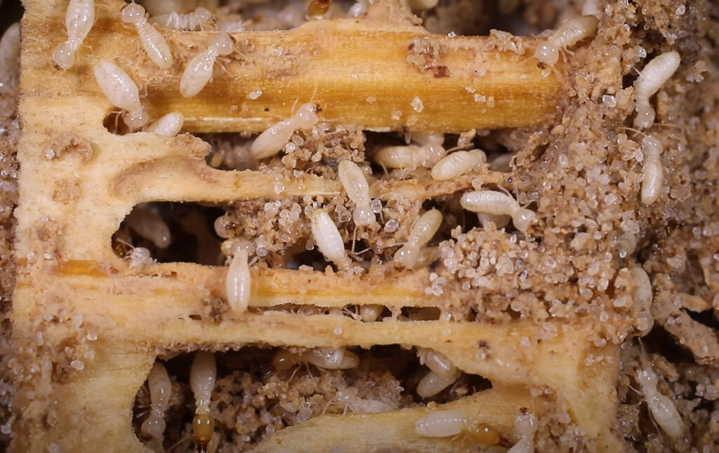 do termites have wings