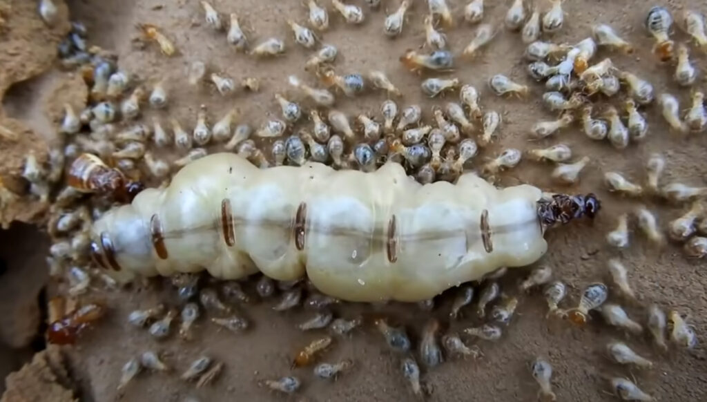 Role of Termite Queens in Colony