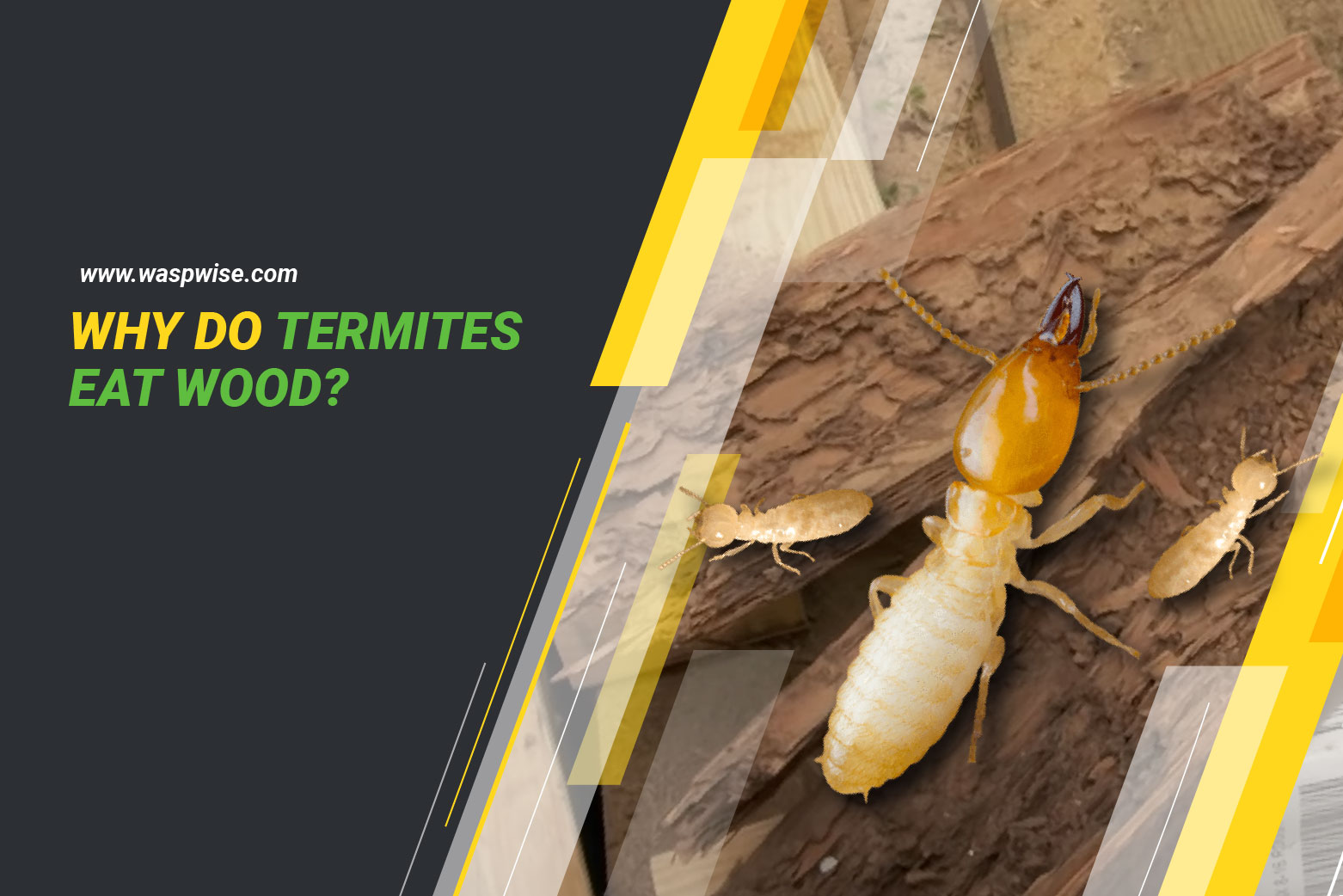 why do termites eat wood