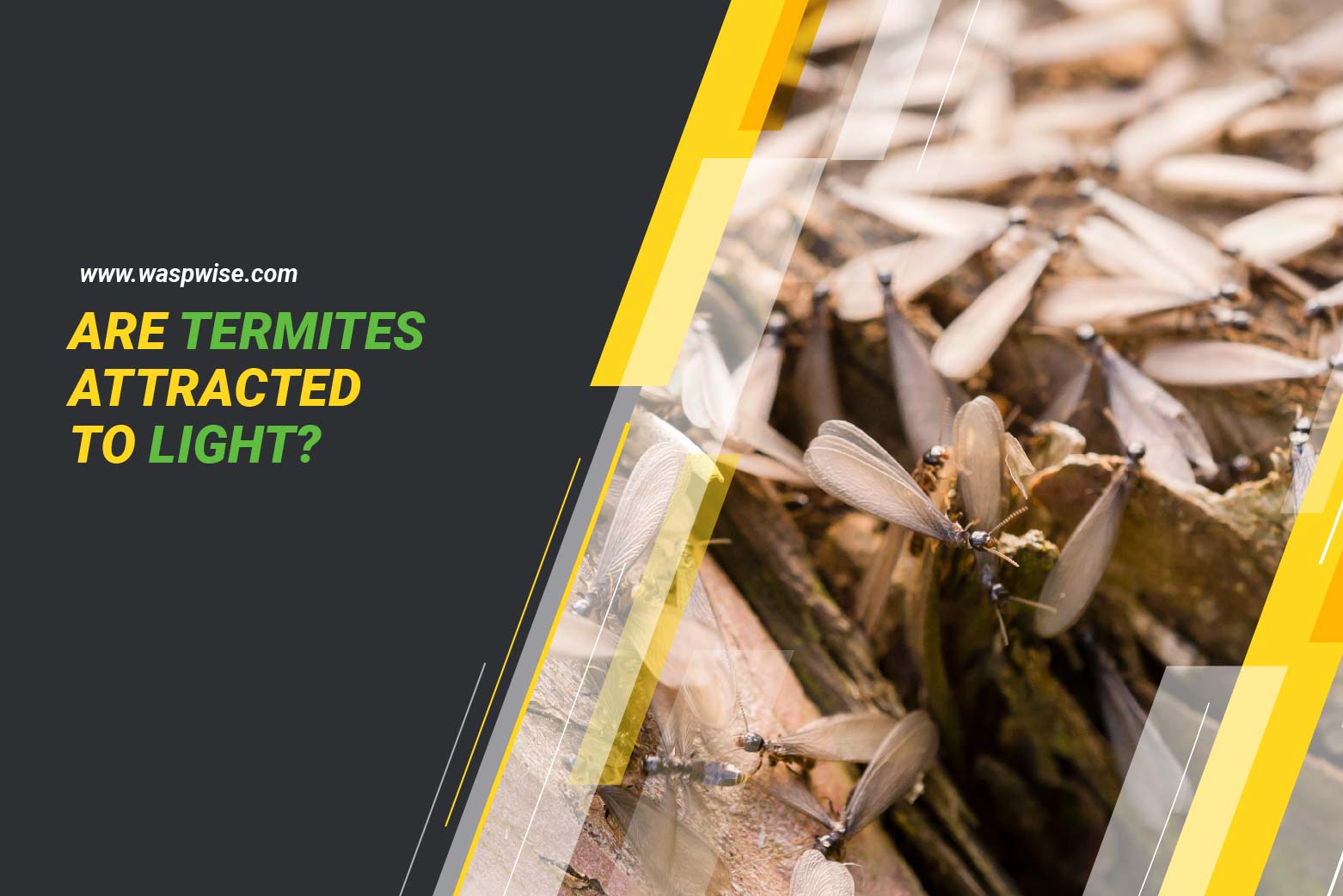 Are termites attracted to light