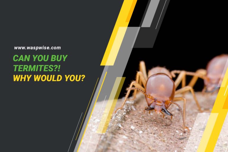 CAN YOU BUY TERMITES? WHY WOULD YOU, AND WHAT ARE THE RISKS?