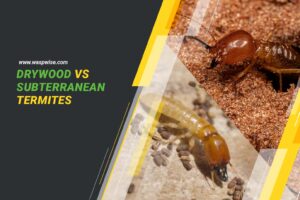 Drywood Vs Subterranean Termites: What Are The Differences