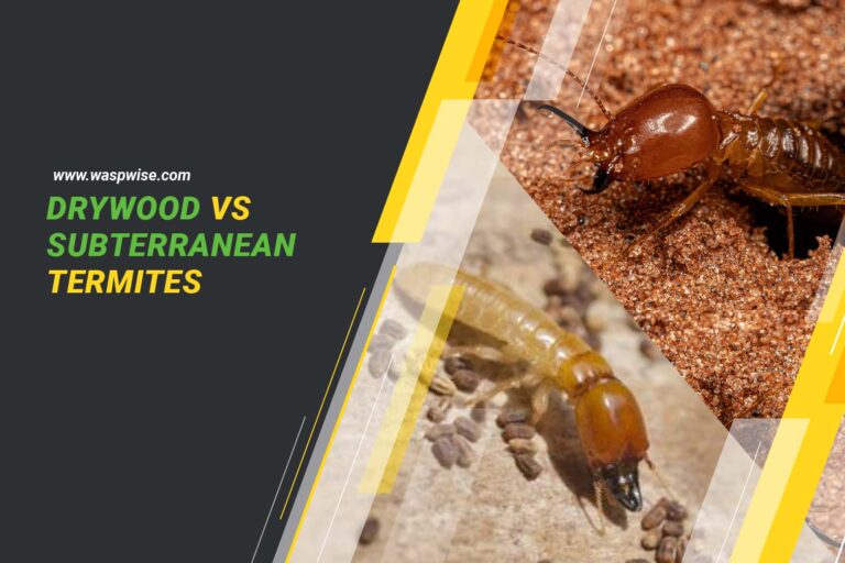DRYWOOD VS SUBTERRANEAN TERMITES: UNDERSTANDING THE DIFFERENCES AND TREATMENT OPTIONS