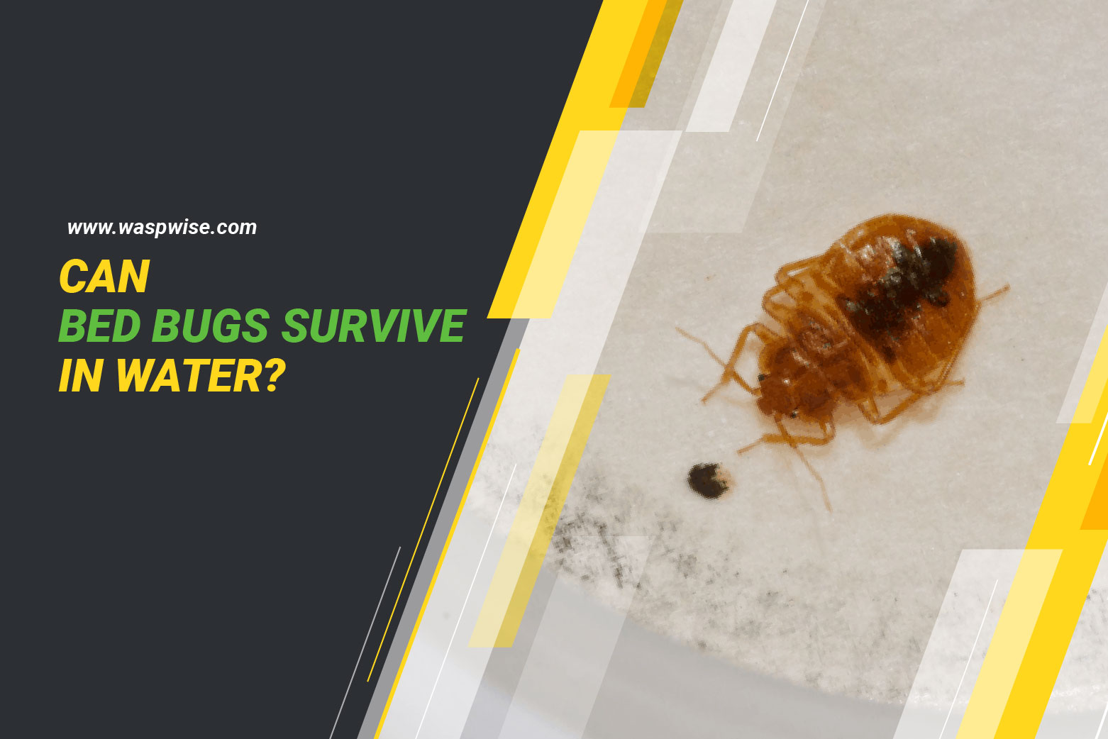 Can Bed Bugs Survive in Water