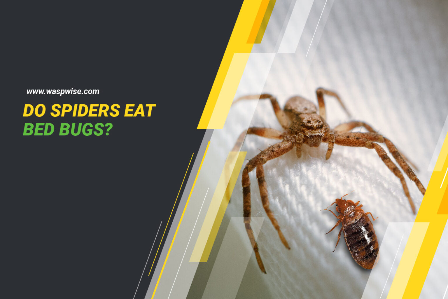 Do Spiders Eat Bed Bugs? What do You Need to Know