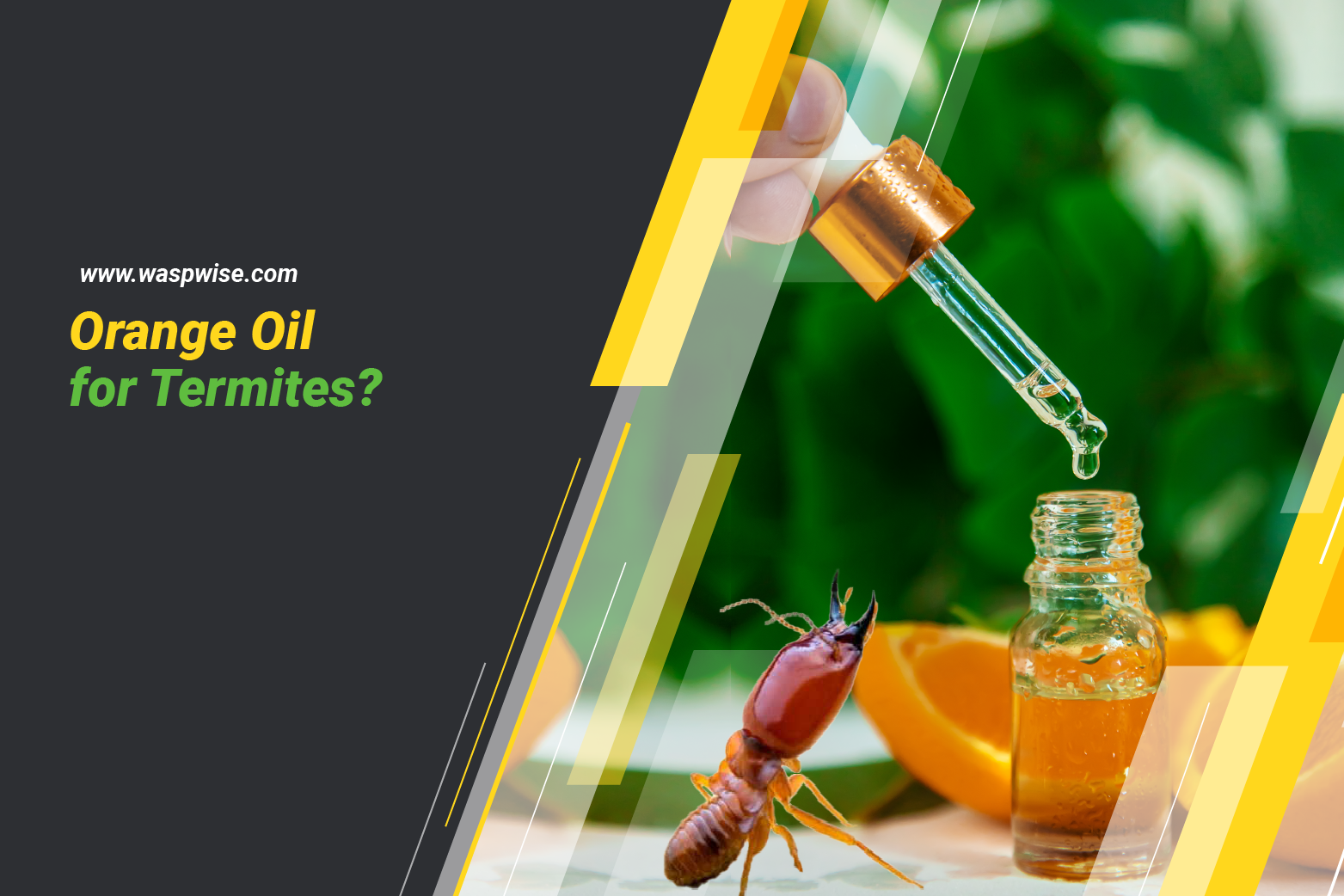 Orange oil for termites, Is it effective?