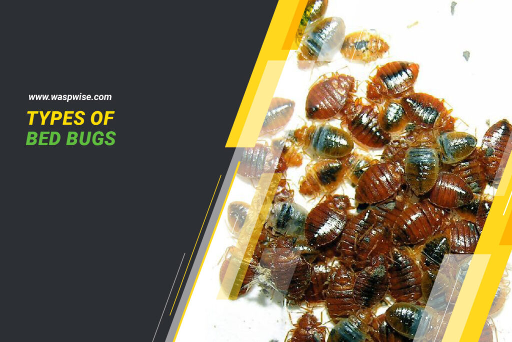 Types of Bed Bugs Identifying the Different Varieties