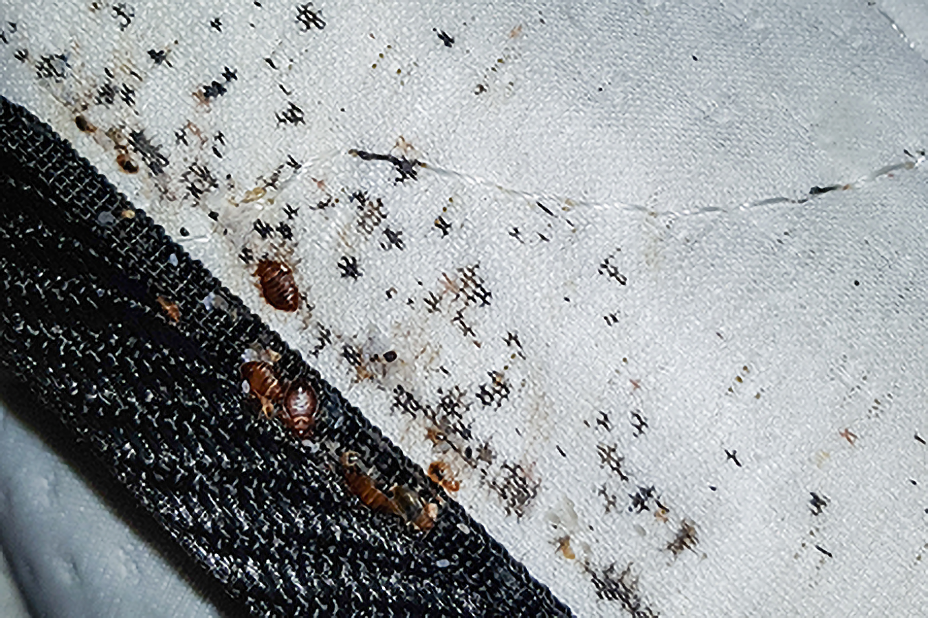 Types of Bed Bugs: Identifying the Different Varieties