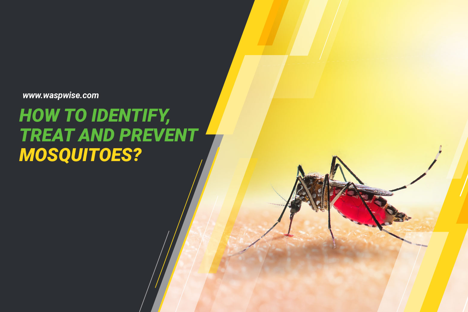 how to identify, treat and prevent mosquito infestation