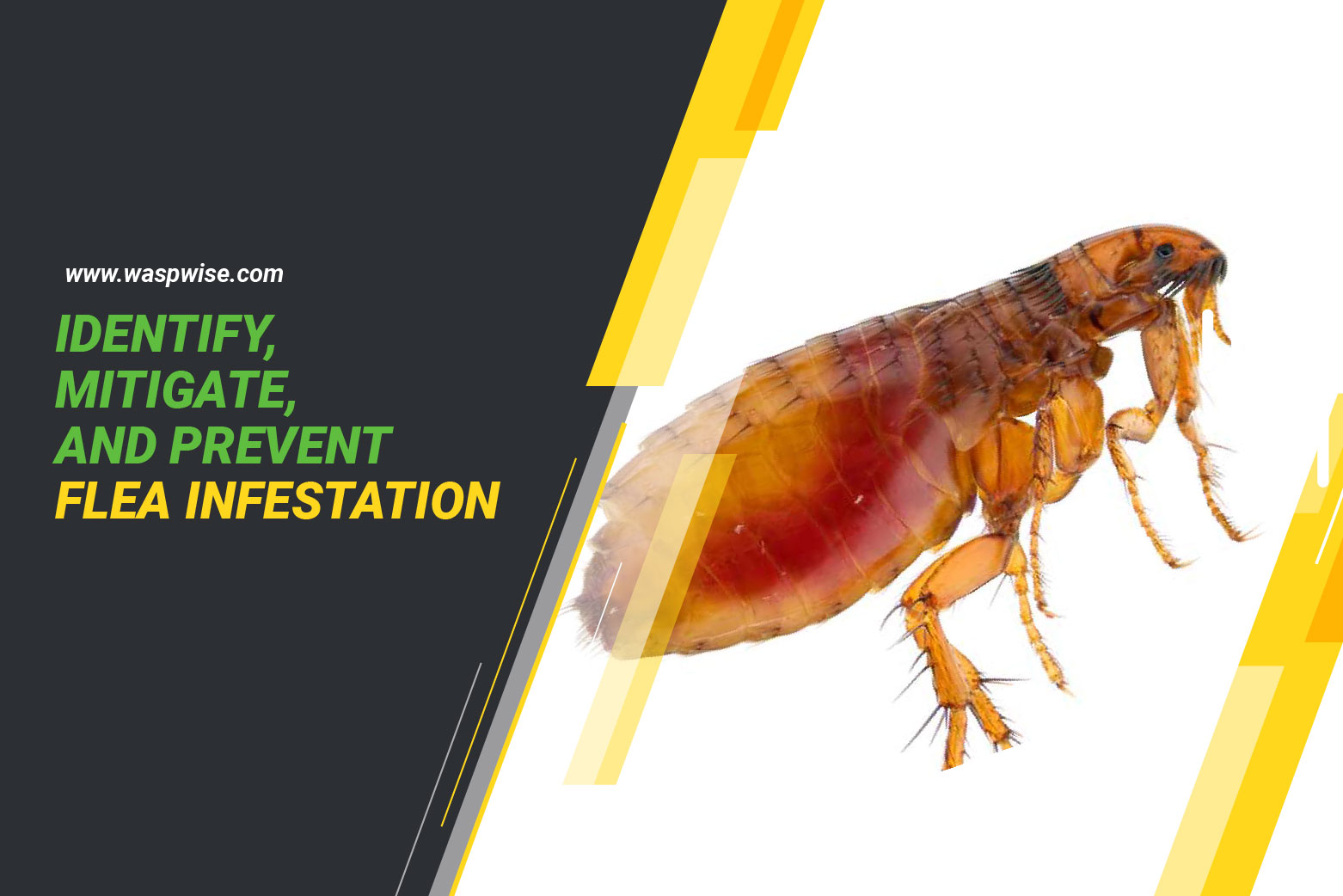 Identify, mitigate and treat flea infestation