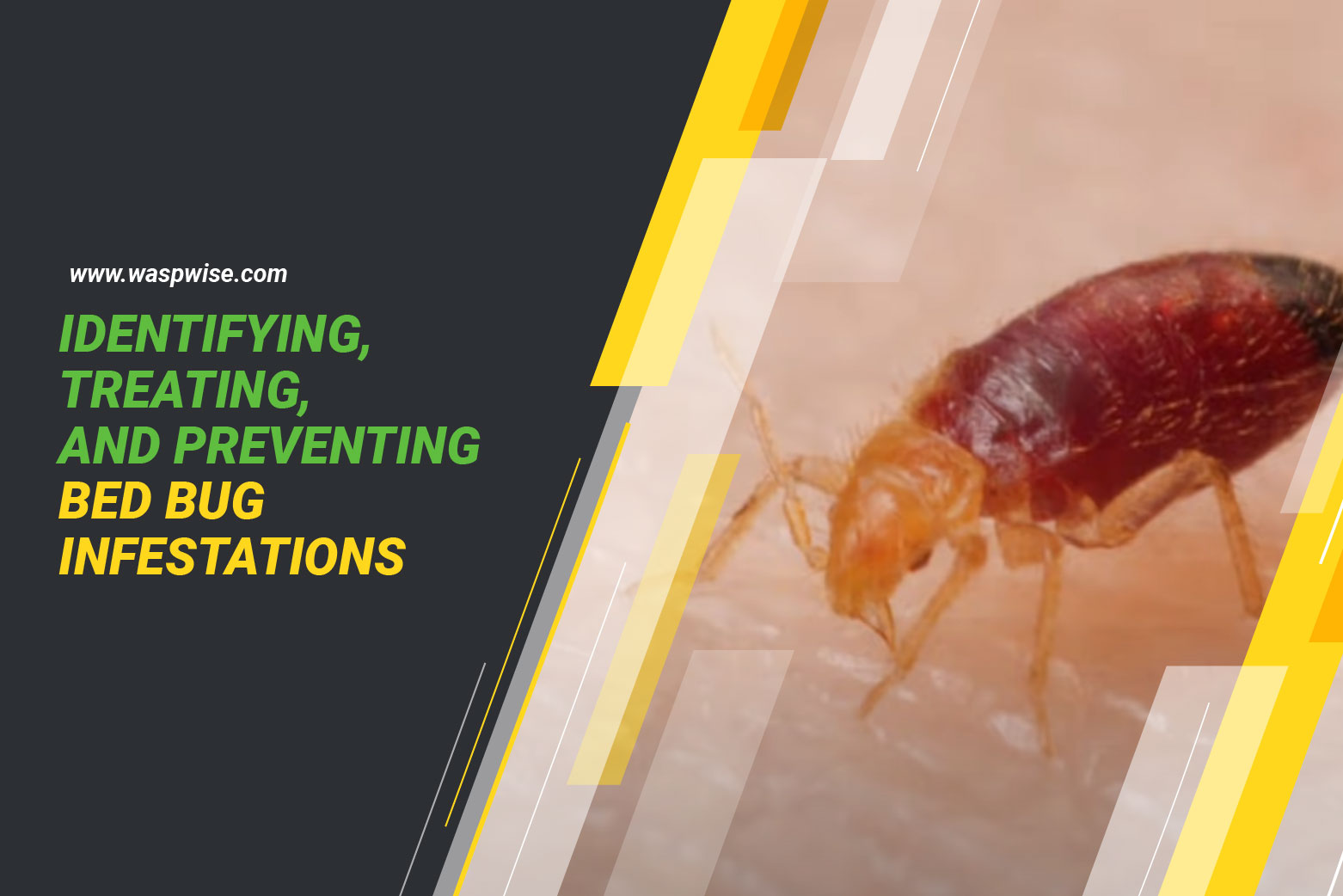 Identifying and treating bed bug infestation