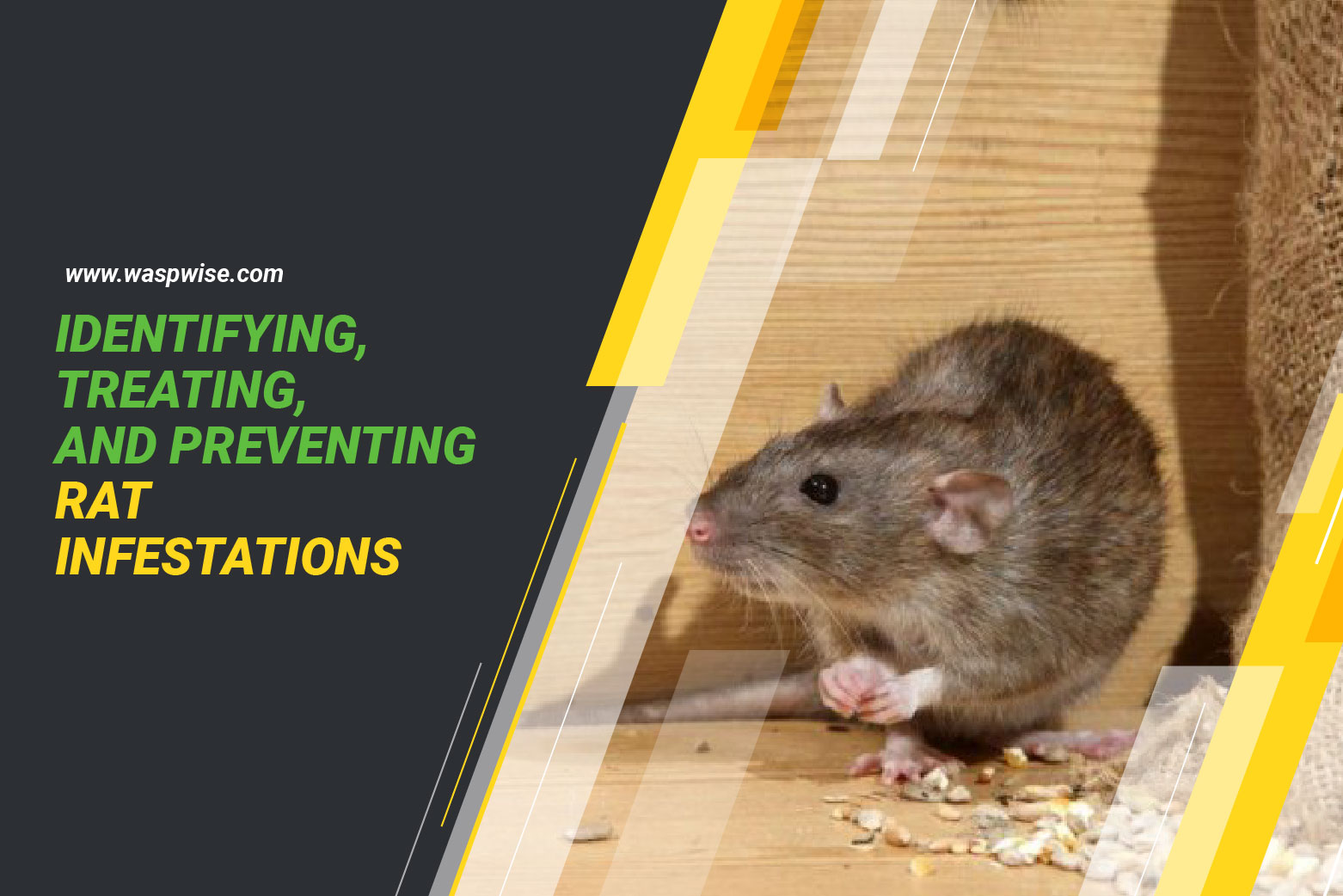 Identifying, treating and preventing rat infestation