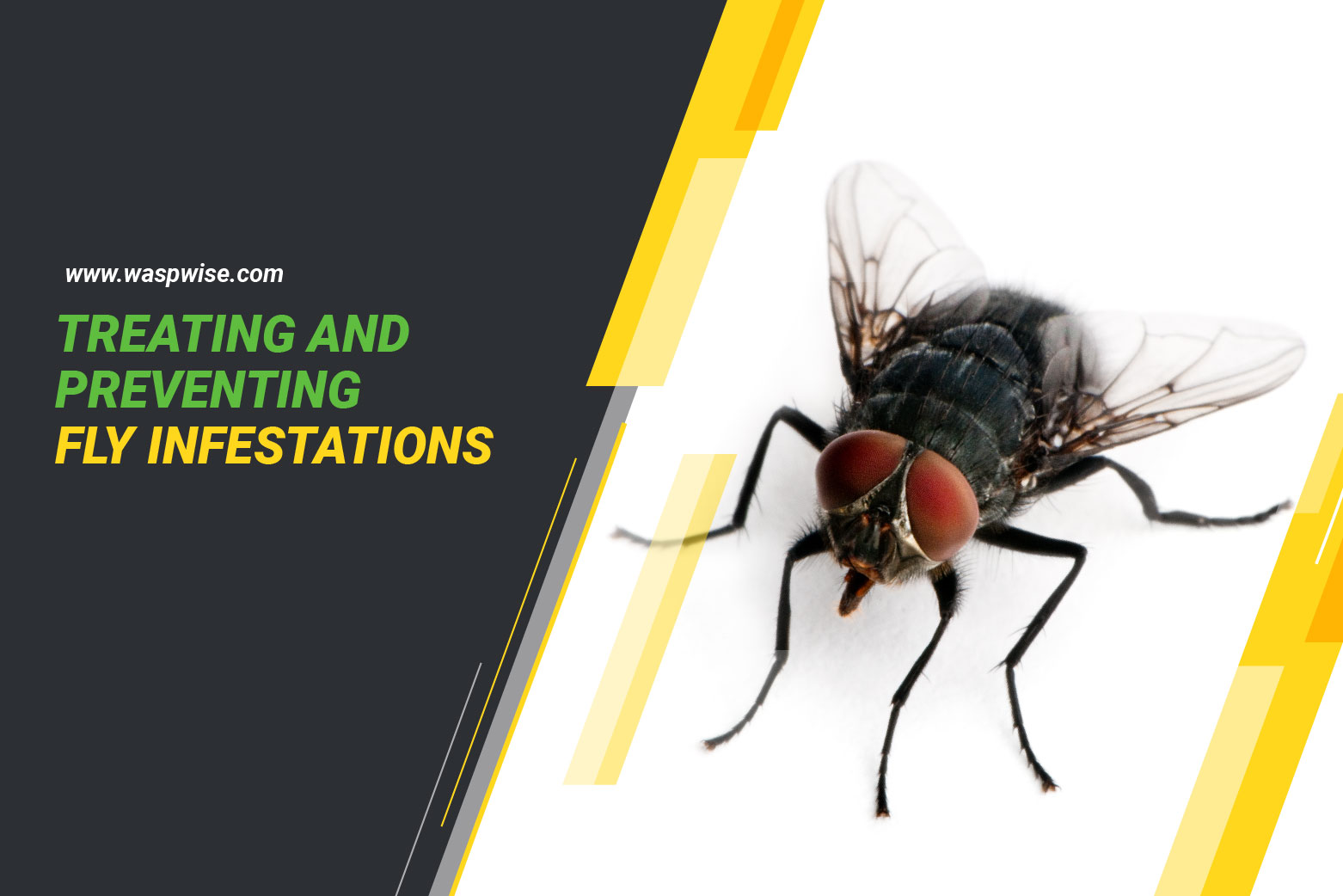 PREVENTING AND TREATING FLIES