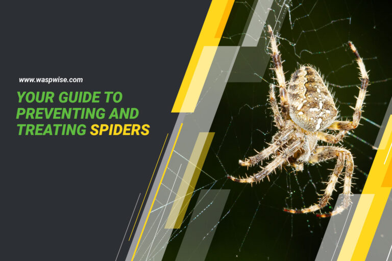 YOUR GUIDE TO PREVENTING AND TREATING SPIDERS