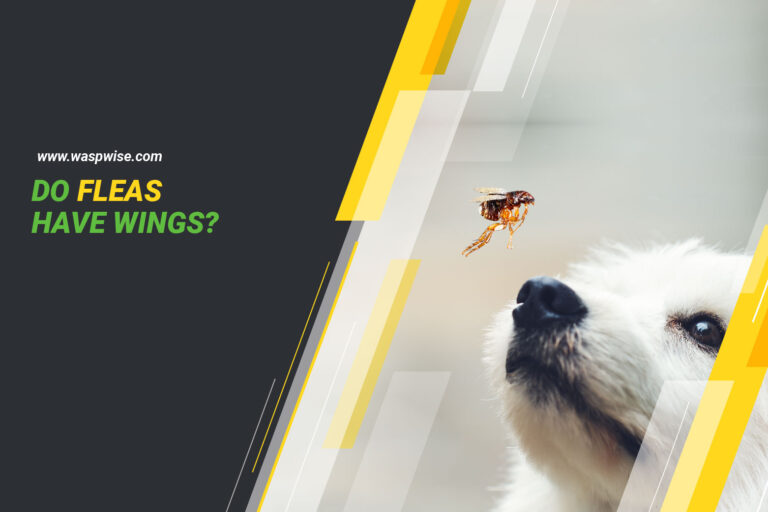 Do Fleas Have Wings? Exploring the Flight Capabilities of Fleas